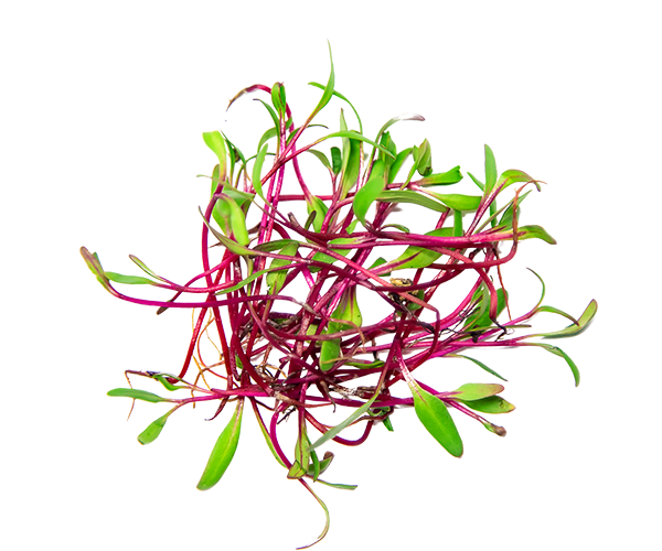 radish